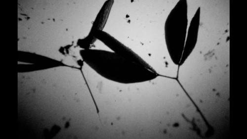 Jan_Villa_still_water Jan Villa